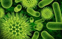 Sự thật về siêu vi khuẩn lậu kháng thuốc